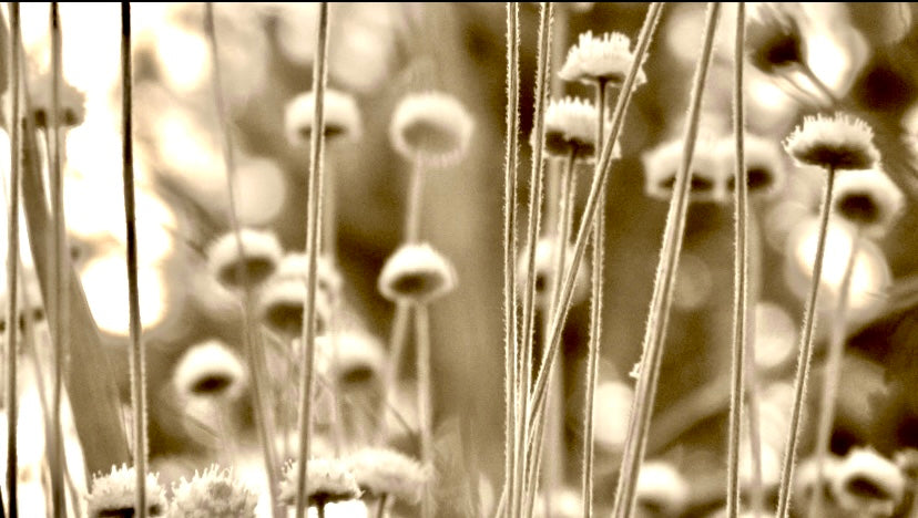 In the Flowers