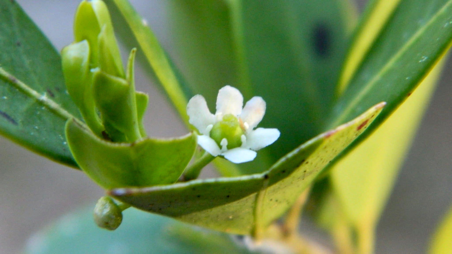 Little White Flower