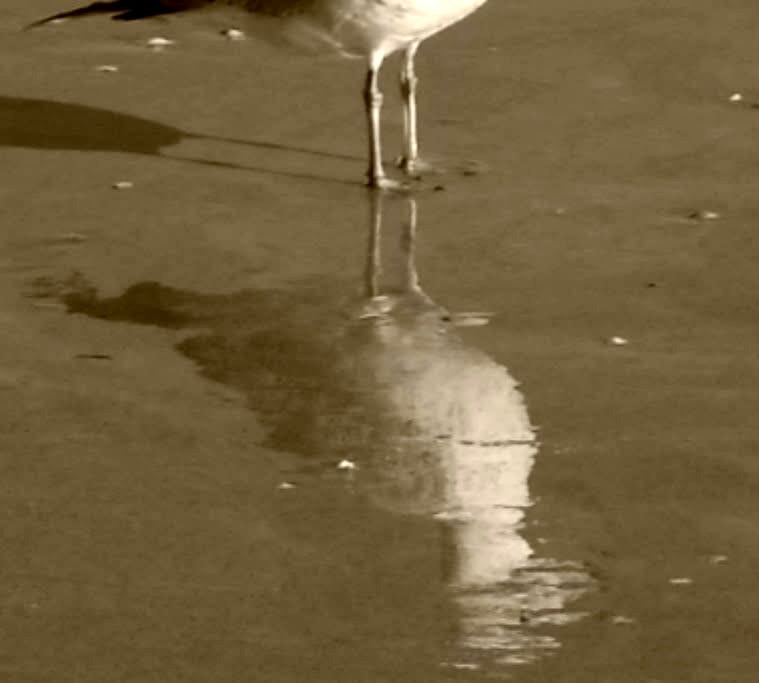 Reflection of Seagull Feet on the Beach
