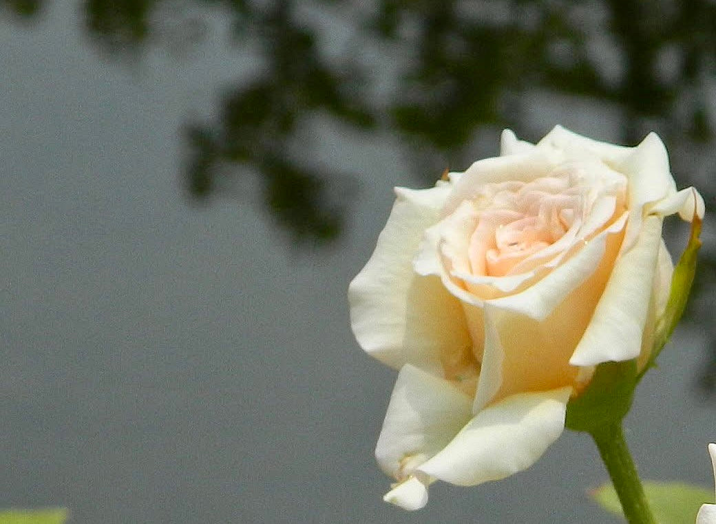 White Rose