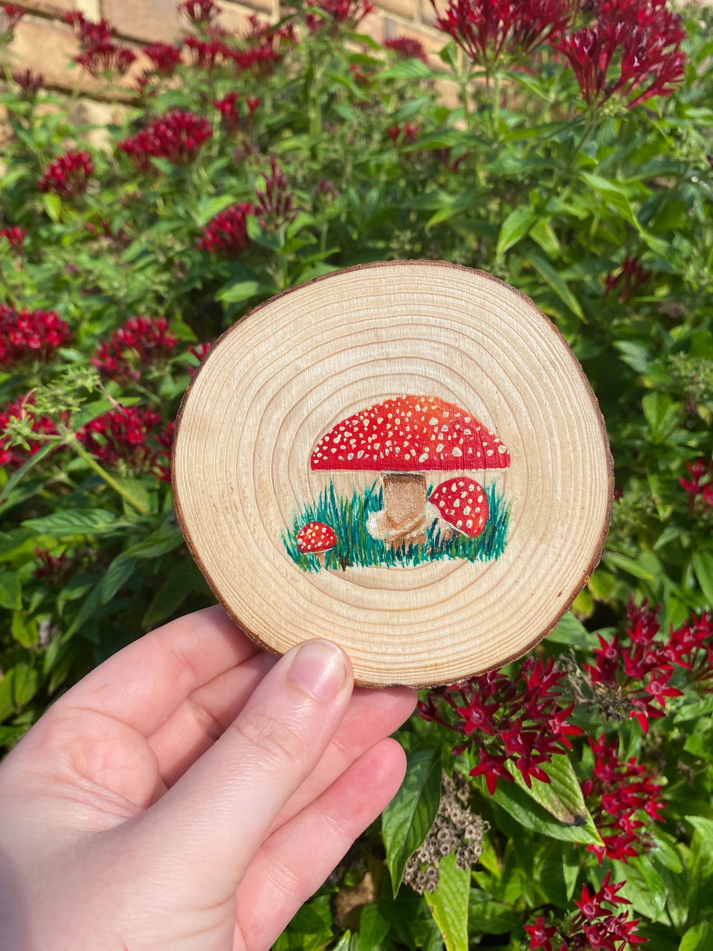 Red-Capped Fungi on Wood Round
