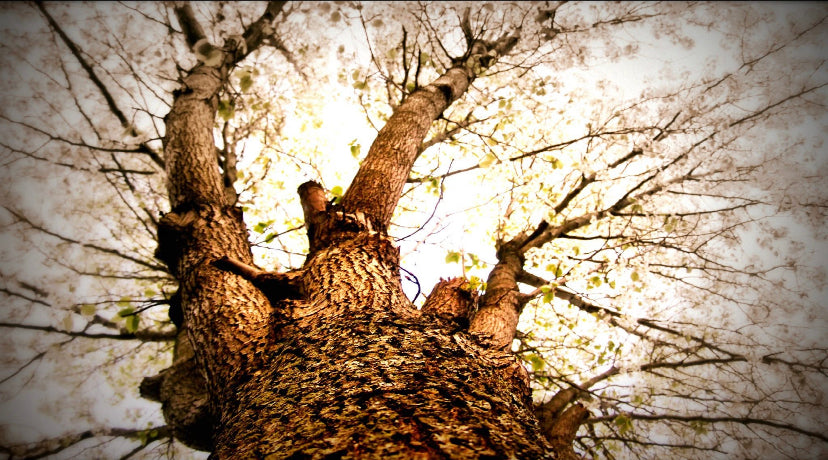 Up the Tree in Spring