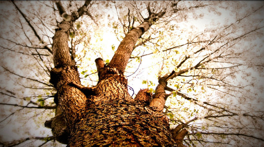 Up the Tree in Spring