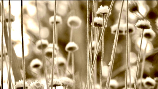 In the Flowers
