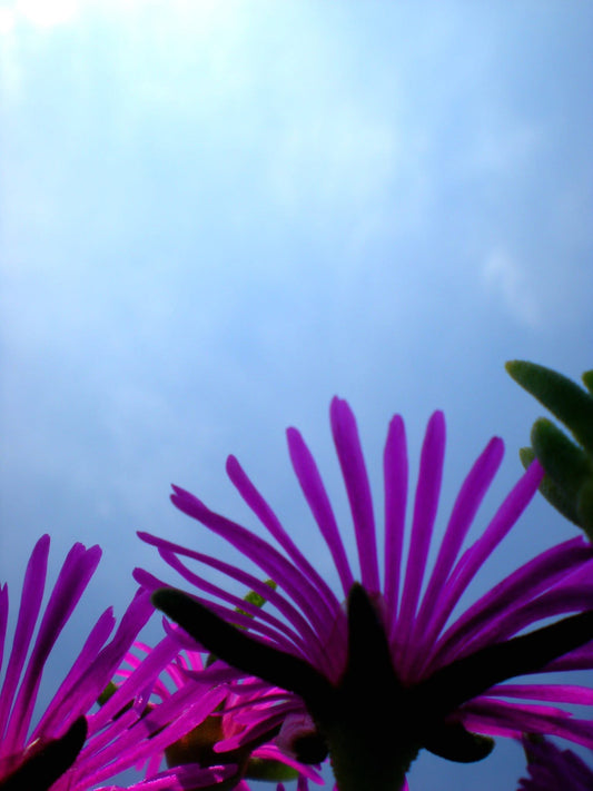 Under the Petals and Blue