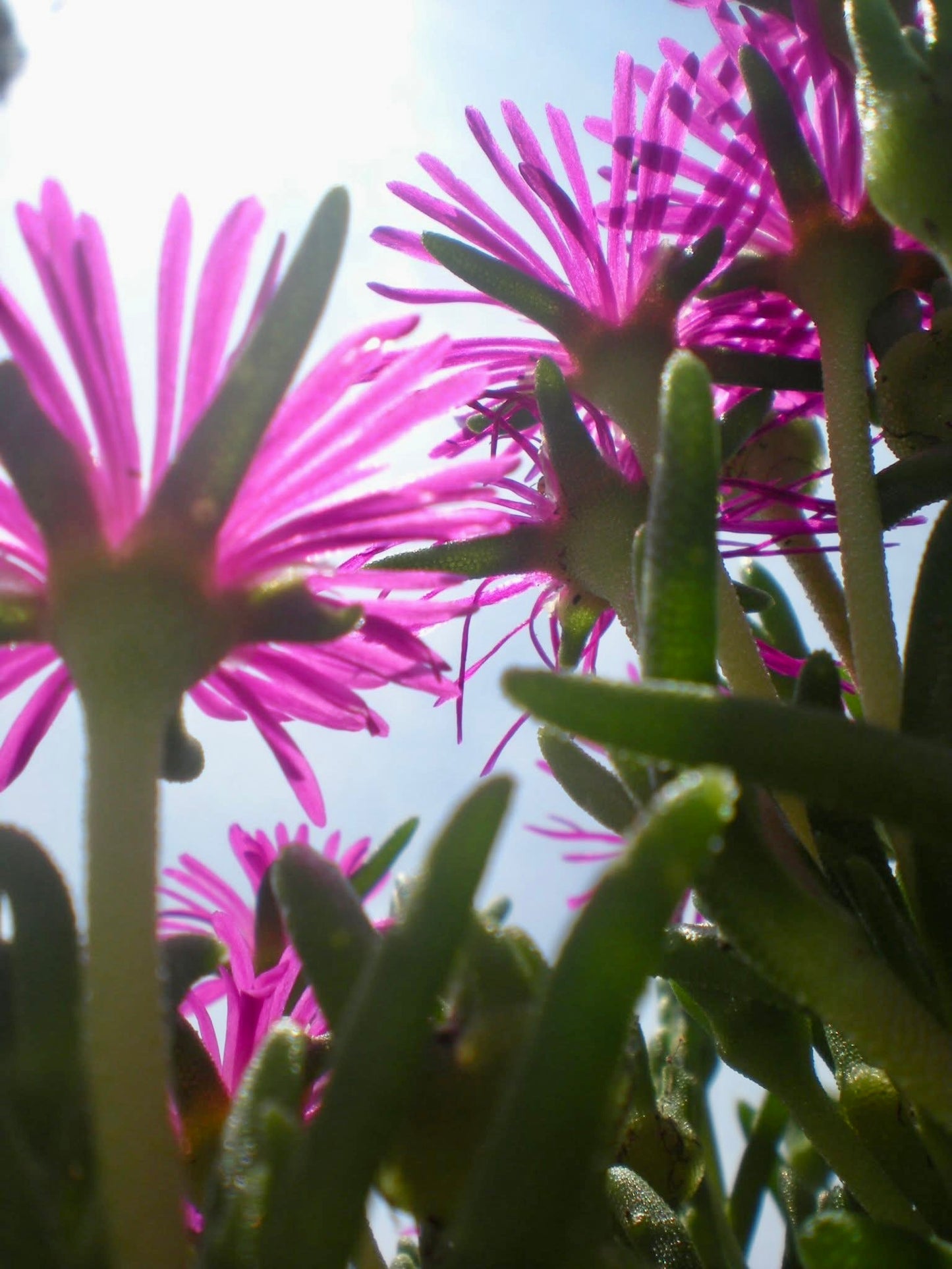 Under the Petals and Stems