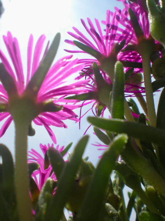 Under the Petals and Stems