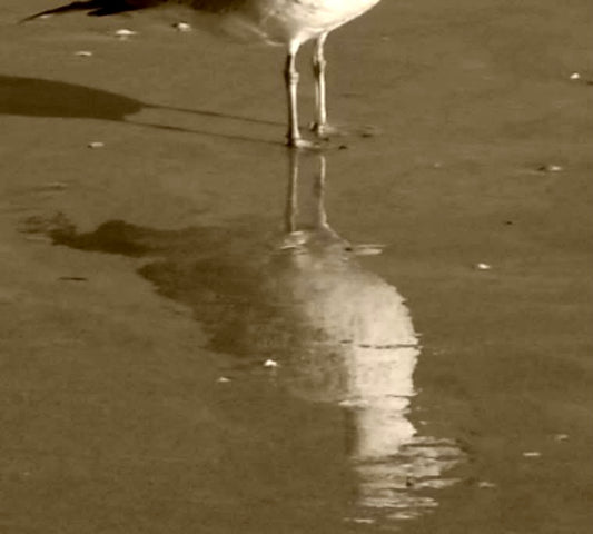 Reflection of Seagull Feet on the Beach