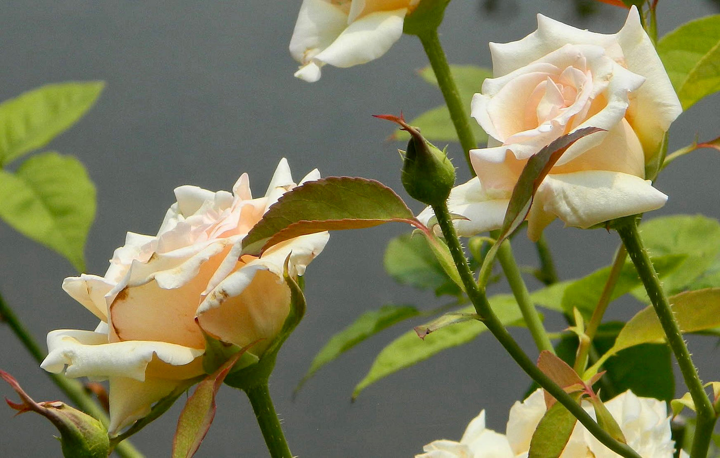 White Roses in Bloom